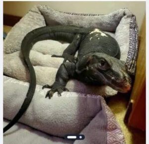 Escaped Lizard Named Goose on the Loose in Connecticut: What You Need to Know.