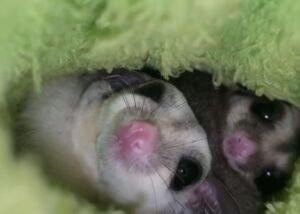 why is my sugar glider crabbing at me.