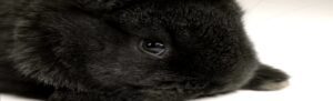 domestic rabbit survive