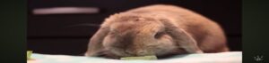 domestic rabbit survive