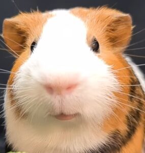  hamster is sad 