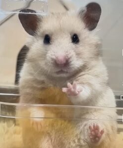 Hamsters