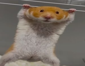  hamster is sad 