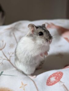 hamsters come from