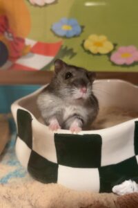 hamsters come from