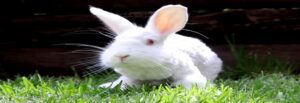 domestic rabbit survive
