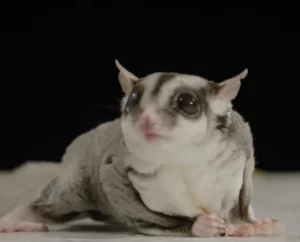 why is my sugar glider crabbing at me.