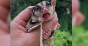 why is my sugar glider crabbing at me.