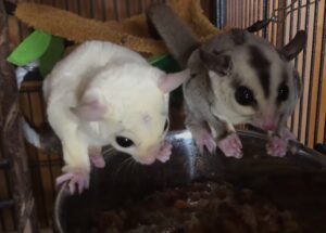 why is my sugar glider crabbing at me.