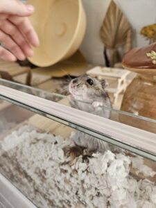 hamsters come from