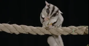 why is my sugar glider crabbing at me.
