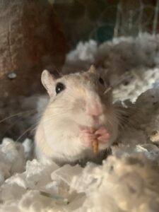  need to know before getting a gerbil