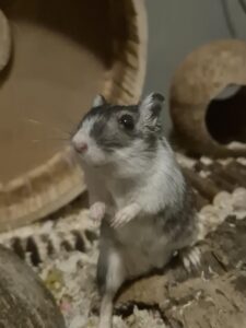  need to know before getting a gerbil