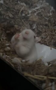 need to know before getting a gerbil