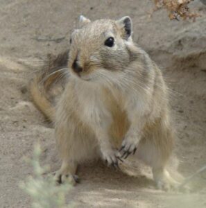  need to know before getting a gerbil